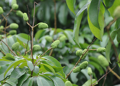 昆明荔枝市場批發,優質荔枝廠家批發-湛江市杰升貿易提供昆明荔枝市場批發,優質荔枝廠家批發的相關介紹、產品、服務、圖片、價格湛江市杰升貿易、銷售(含網上銷售):食品、水果、農產品、日用品、花卉;貨物、